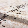 Ants On The Third Floor Of The Apartment