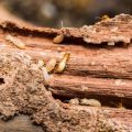 Best Mulch To Avoid Termites In Your Yard