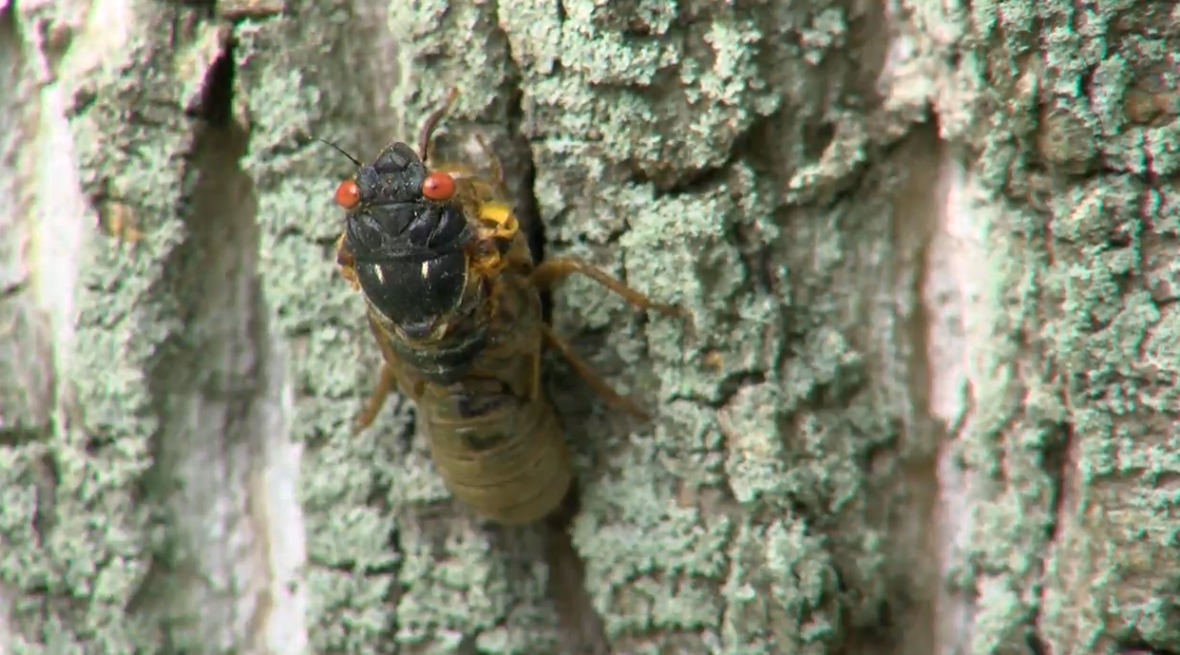 Do Cicadas Like Evergreen Trees?