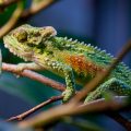 How to Get Rid of Chameleons Naturally