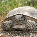 How To Get Rid Of Gopher Turtles Naturally