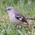 How to Get Rid of Mockingbirds Naturally