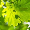 How to Get Rid of Oak Mites Naturally