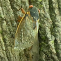 How To Protect Trees From Cicadas