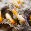 What Causes Termites To Invade Your House