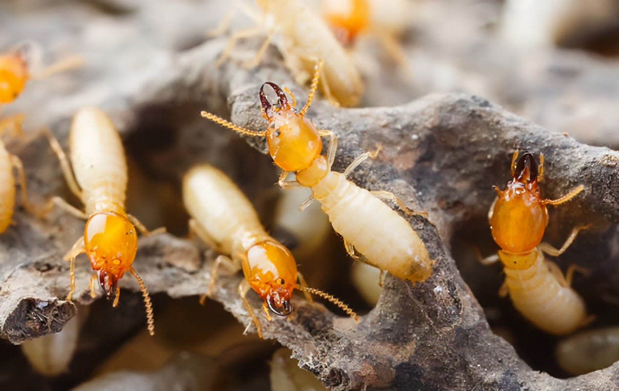 What Causes Termites To Invade Your House
