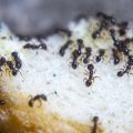 Why Do Ants Suddenly Appear In Your House