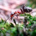 Why Do Dead Ants Attract More Ants